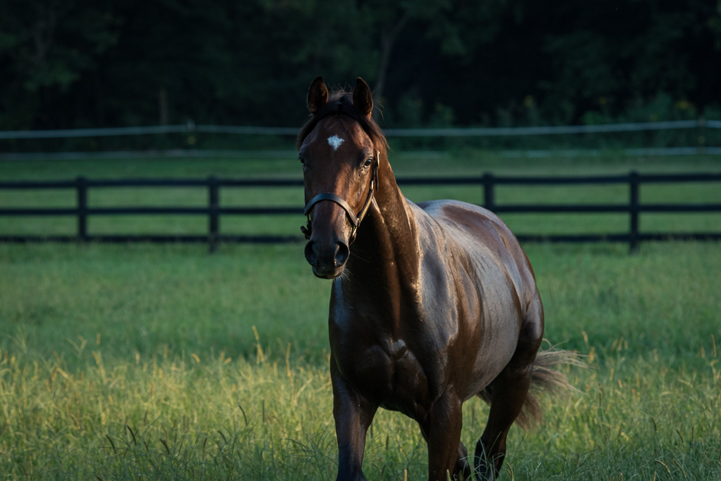 A yearling Thoroughbred colt trots through dramatic lighting toward the camera